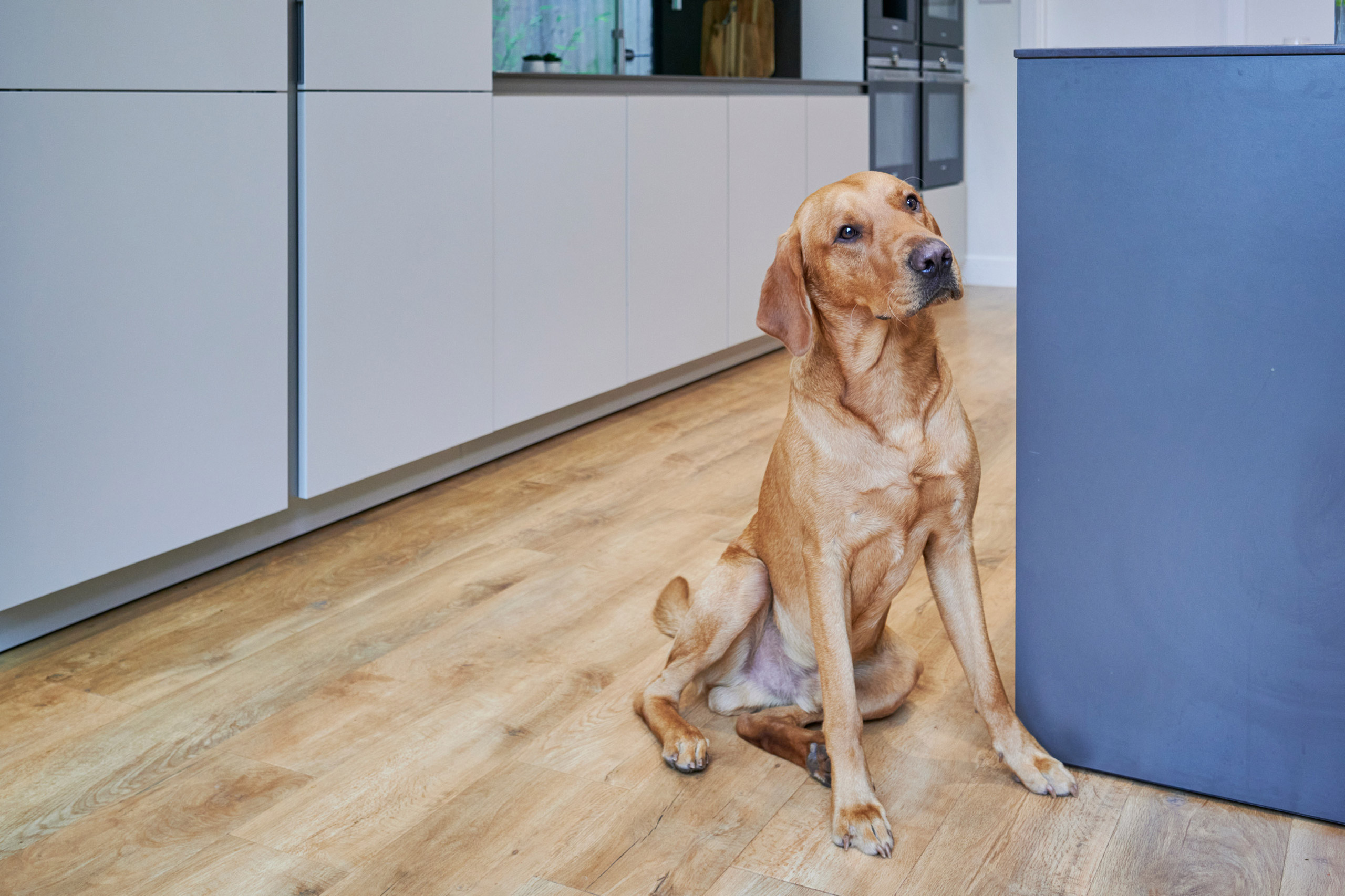 Dog in Kitchen | The Myers Touch